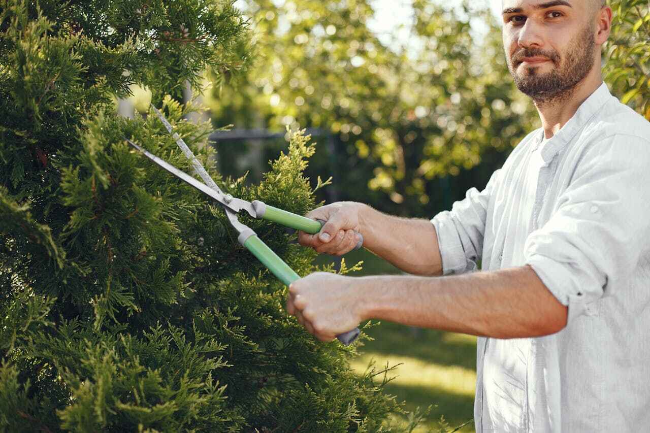 The Steps Involved in Our Tree Care Process in La Monte, MO